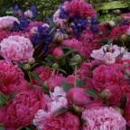 Peonies Irises