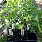 Tomato plants