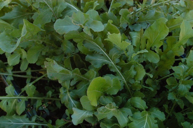 Arugula