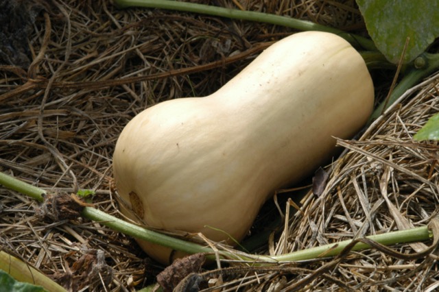 Butternut squash