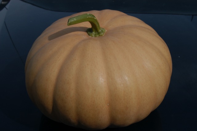 Heirloom pumpkin