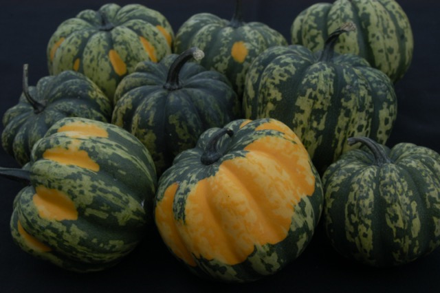 Fall squash