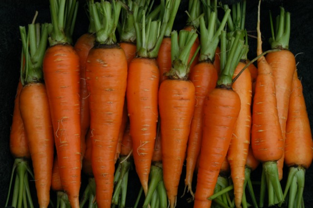 golden carrot farm