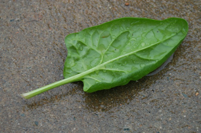 Spinach leaf