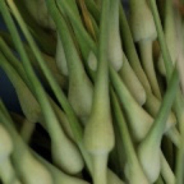 Garlic Scapes