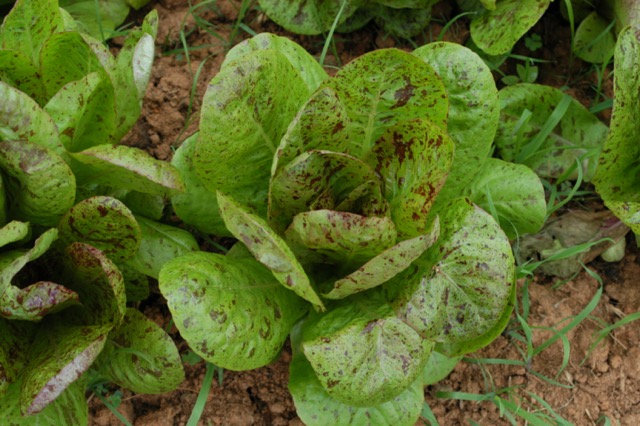 Freckles Romaine