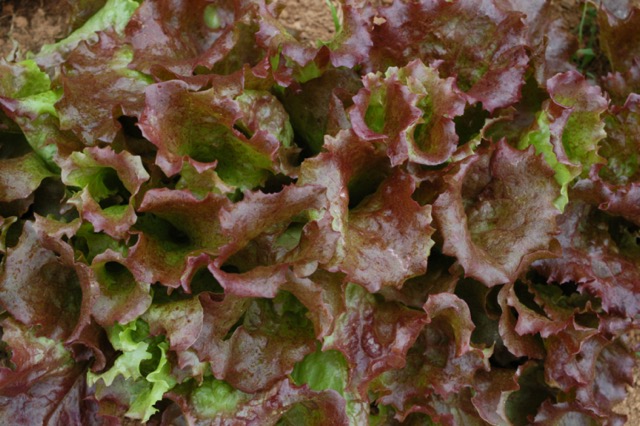 Kaleidoscope Lettuce