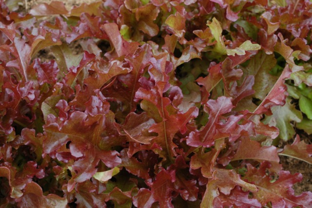 Red Sails Lettuce