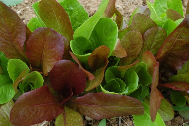 Colored Romaine