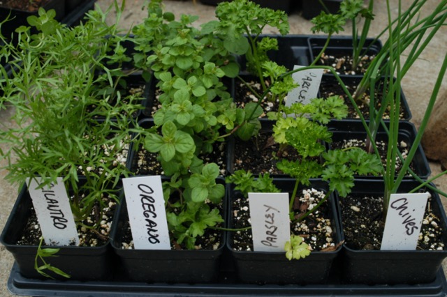 Herb Transplants