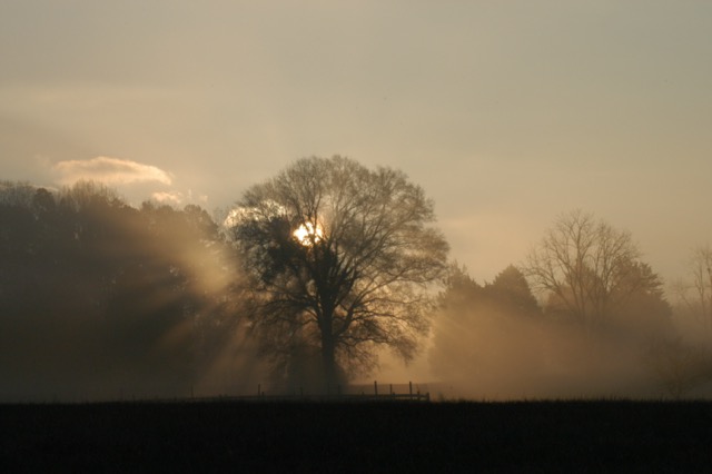 Winter Frost