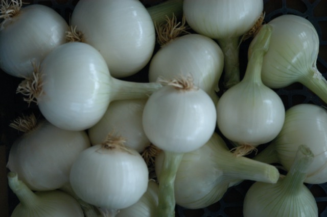 White Onions