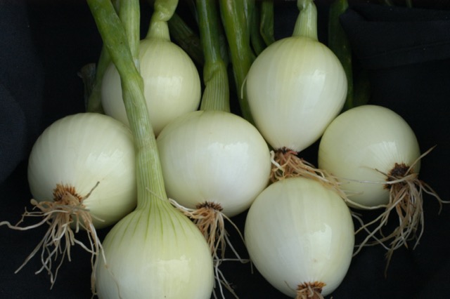 Onions