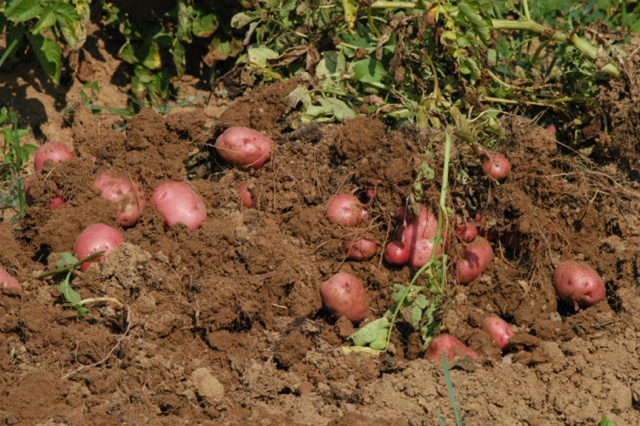 Digging red potatoes