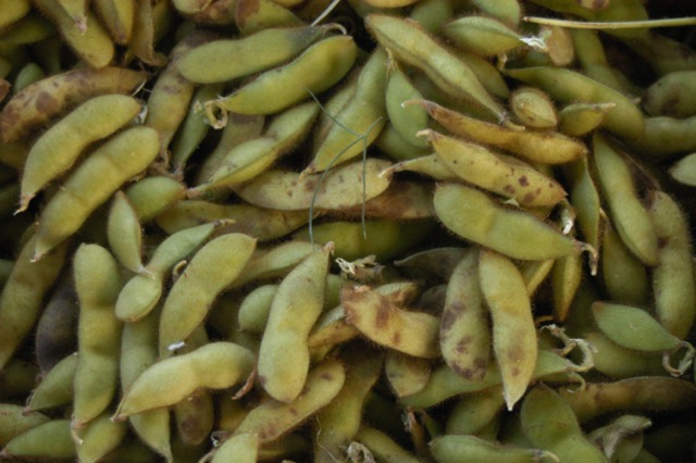 Edamame