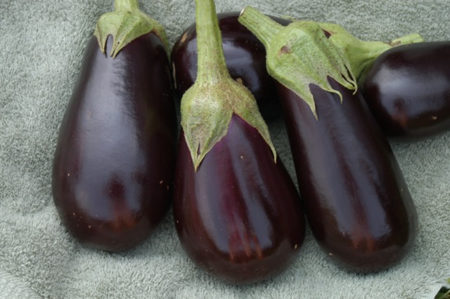 Classic Eggplant