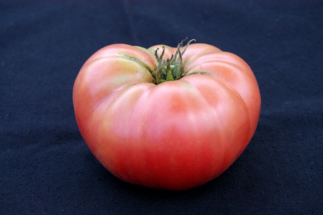 Heirloom tomato