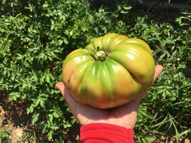 Giant Heirloom