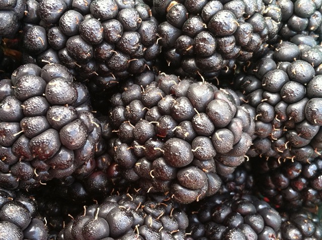 Blackberries