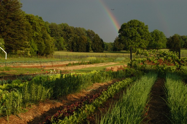 Rainbow garden