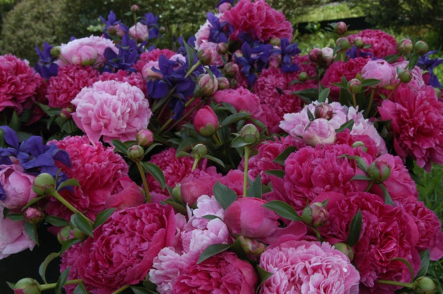 Peonies