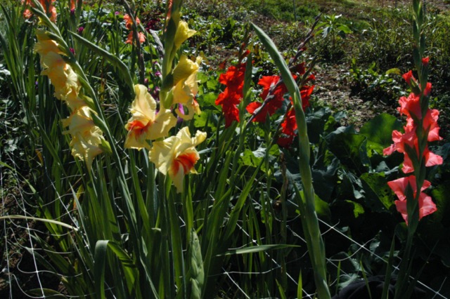 Gladiolus