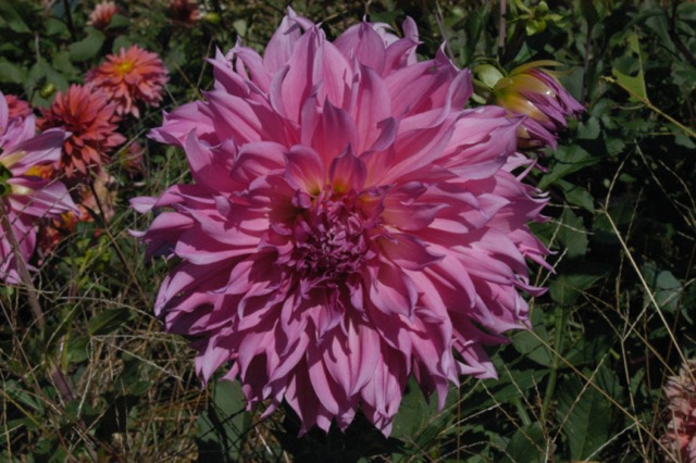 Pink Dahlia