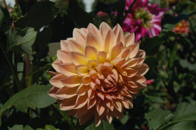 Coral Dahlia