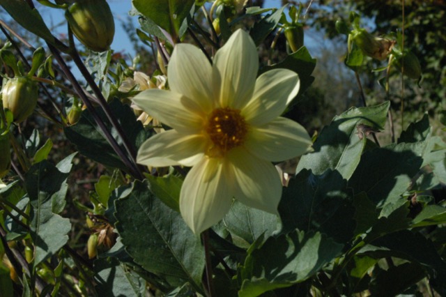 Yellow Dahlia