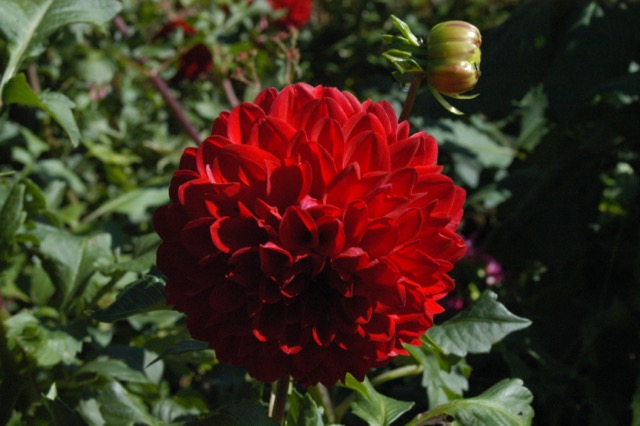 Red Dahlia