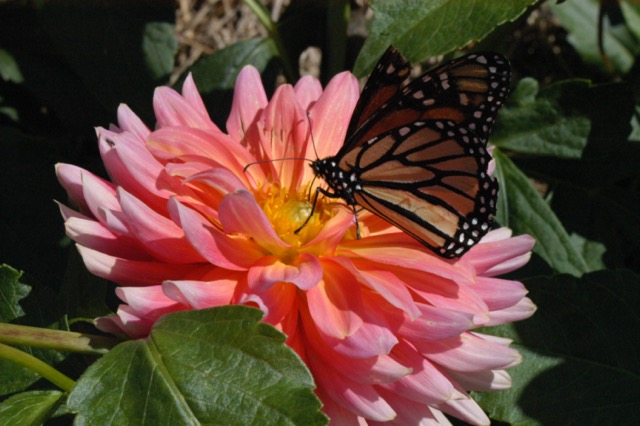 Butterfly Dahlia