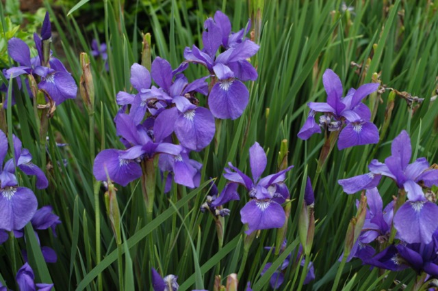 Irises