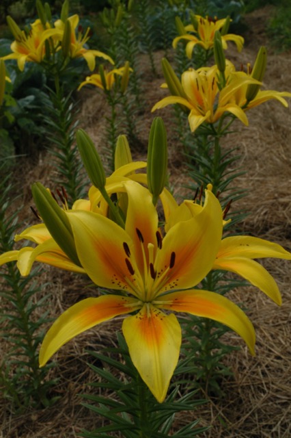 Yellow Lilies