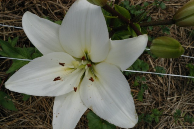 White Lily