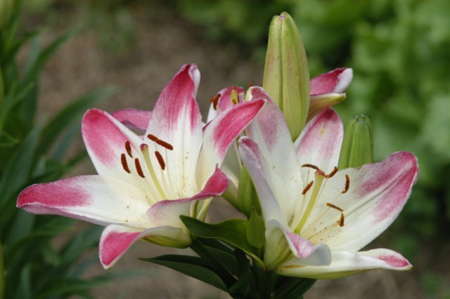 Pink Lilies