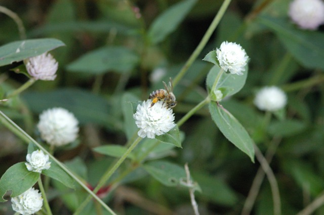 Gomphrena