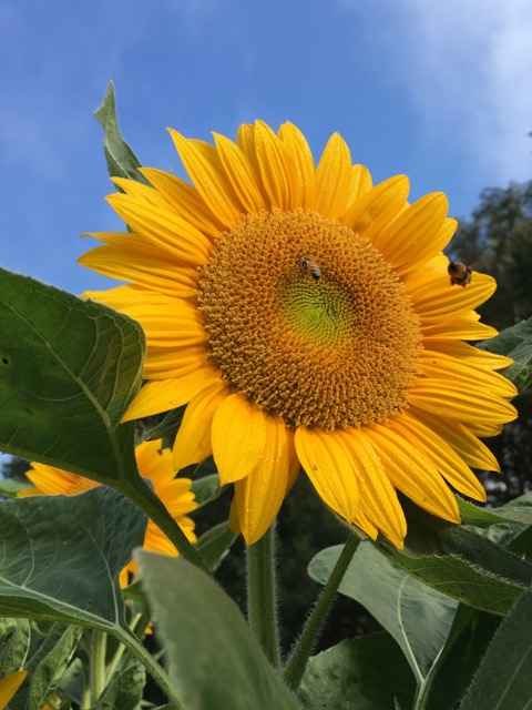 Sunflower