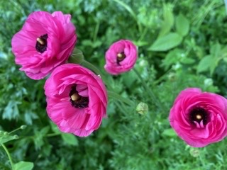 Hot Pink Ranunculus